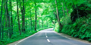 forest-road