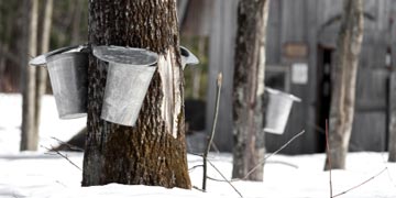 maple-trees-with-buckets